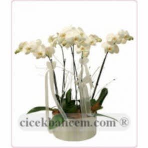 Saksı İçine 5 Adet Beyaz Orkide Kullanılarak Hazırlanmıiş Aranjman