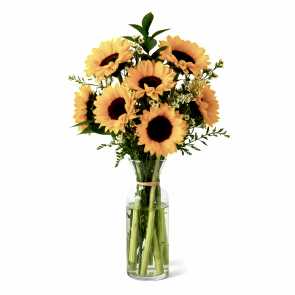 Ay Çiçeği Helianthus Günebakan Çiçeği