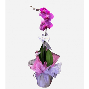 Mor Tekli Orkide 