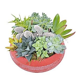 Otantik Sukullent Serisi