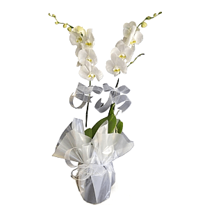 Çift dal Beyaz, Ikeria