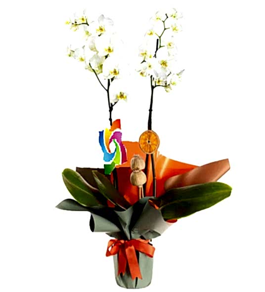 2'li Beyaz Orkide – Şok Fırsat!