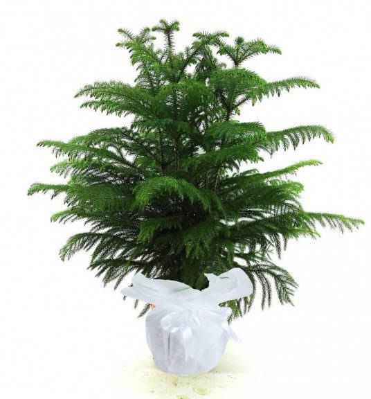 3'Lü Arakorya Saksı Çiçeği