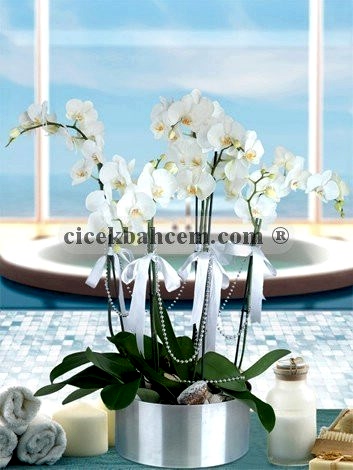6 Dal Beyaz Orkide Aranjmanı