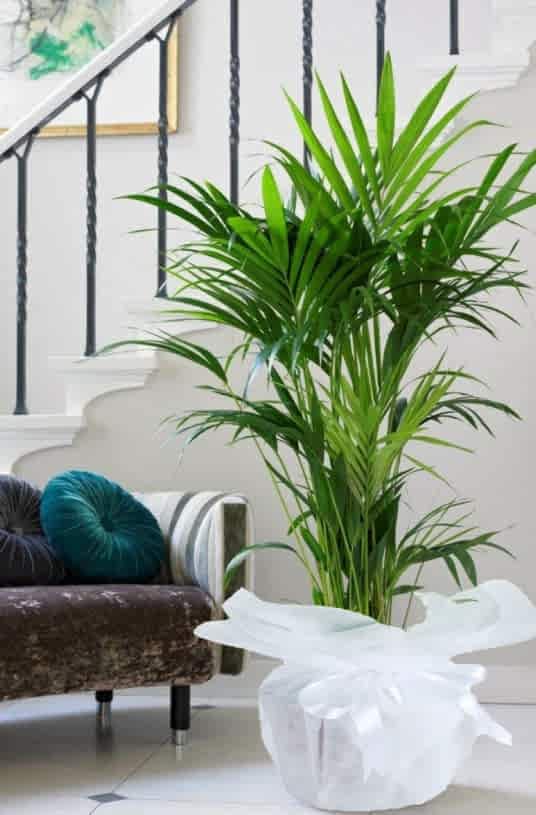 Chamaedorea Elegans Areka Saksı Çiçeği 