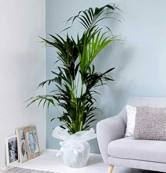 Saksıda Çiçek Siparişi Howeia Forsteriana