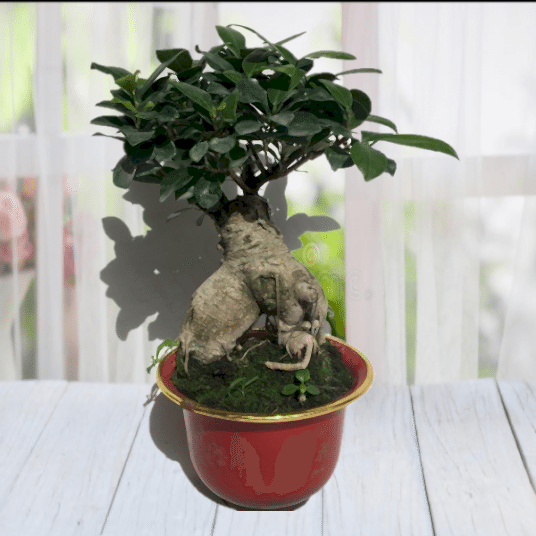 Bonzai Çiçeği Siparişi