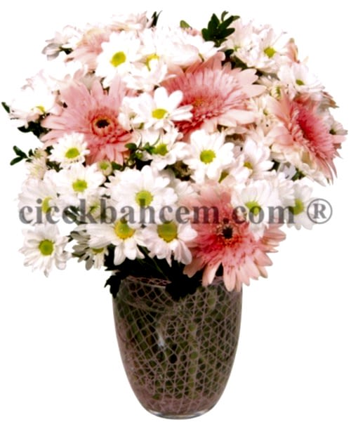 Cam Vazoda Pembe Gerbera ve Beyaz Kırizantem Aranjmanı