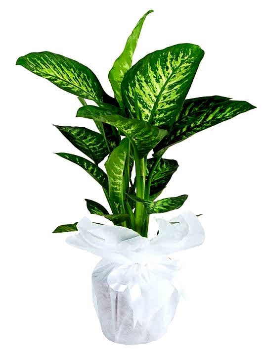 Orta Boy Dieffenbachia Tropik Saksı Çiçeği