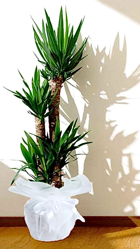 Dörtlü Yucca Çiçeği