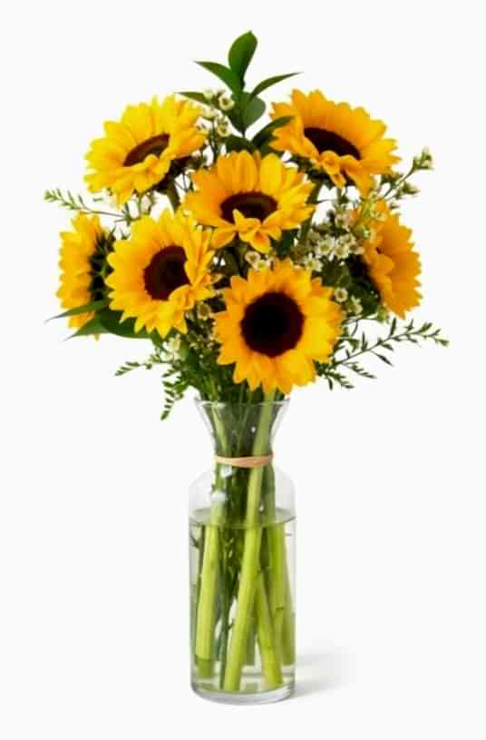 Ay Çiçeği Helianthus Günebakan Çiçeği