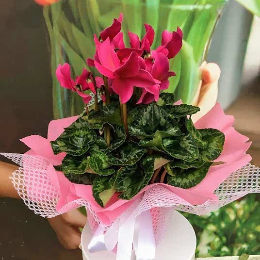 Siklamen Yaz ve Kış Çiçeği SAK584