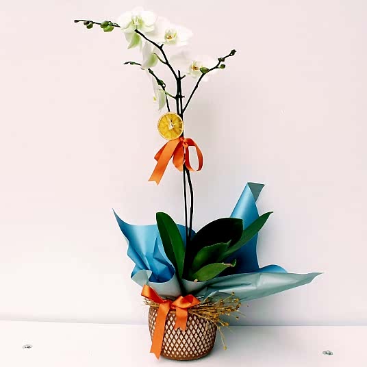 Tekli Beyaz Orkide - Dekoratif Desenli Vazoda