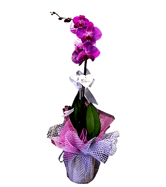 Mor Tekli Orkide 