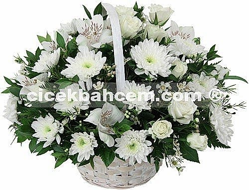 Mutluluk Perisi - Beyaz Krizantem, Gül 