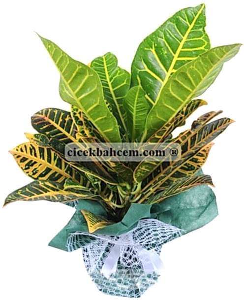 Ofis Çiçekleri Kraton