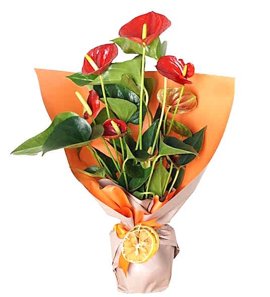 Ofis Çiçekleri Saksı Antoryum SAK1341 