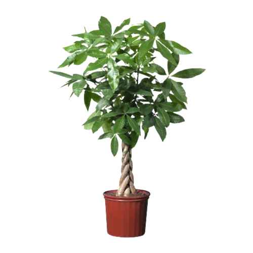 Para Ağacı pachira Saksı Çiçeği