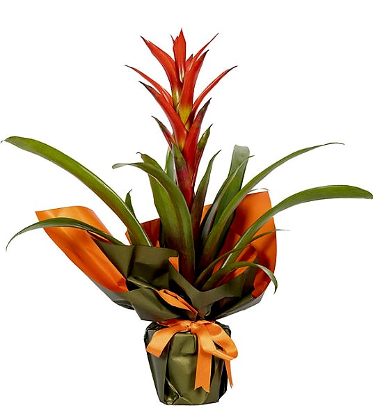 Saksıda Çiçek Siparişi Guzmanya SAK1230