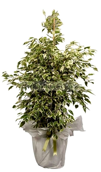 Saksı Çiçekleri STAR LIGHT BENJAMİN