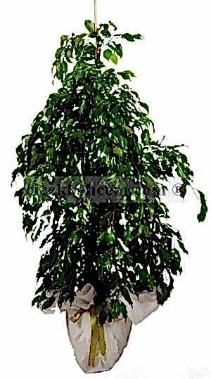 Saksıda Çiçek Siparişi FICUS BENJAMİN