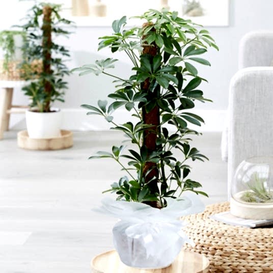 Schefflera (Şeflera) Çiçeği 