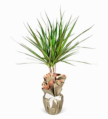 Dracena Saksı Çiçeği