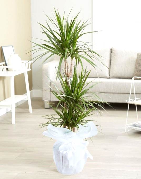 Üçlü Dracena Saksı Çiçeği