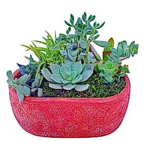 Sukulent Tasarım Harikası