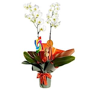 2'li Beyaz Orkide – Şok Fırsat!