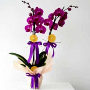 2'li Mor Orkide Fırsatı!