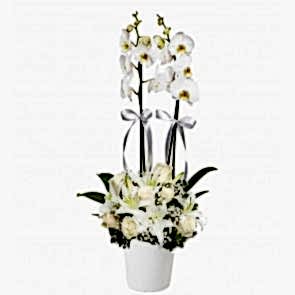 Çiftli Beyaz Orkide 7 Beyaz Gül Lilyum