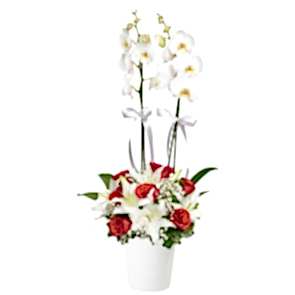 Çiftli Beyaz Orkide 7 Kırmızı Gül Lilyum