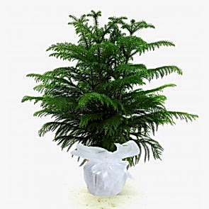 3'Lü Arakorya Saksı Çiçeği