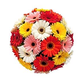 Karışık Jerbera (21 Adet Alman Papatyası) Buketi