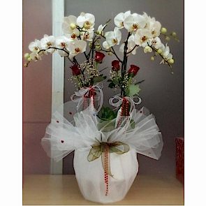 4 Dal Dal Beyaz, Nature Orkide