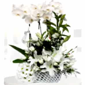 "Kış Harikası" Orkide ve Lilyum