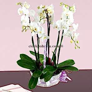 5 Adet Köklü Beyaz Saksıda Orkide Aranjmanı