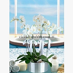 6 Dal Beyaz Orkide Aranjmanı