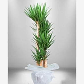 5 li Yucca Saksı Çiçeği