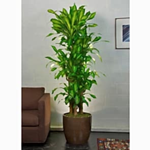 5'li Masengina Saksı Çiçeği