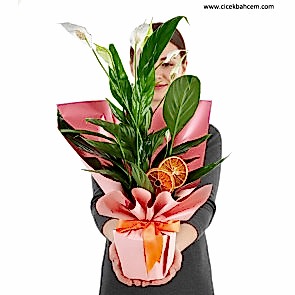 Barış Çiçeği (Spatifilyum)