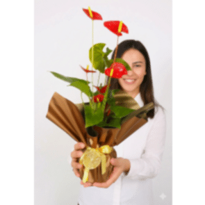 Saksıda Antorium Çiçeği