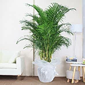 Areka Dypsis Lutescens - Saksı Çiçeği