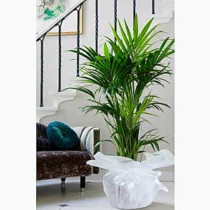 Chamaedorea Elegans Areka Saksı Çiçeği 