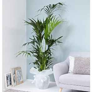 Saksıda Çiçek Siparişi Howeia Forsteriana