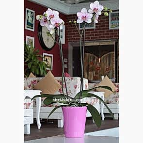 Çift Dal Pembe Mix, Fancy Orkide
