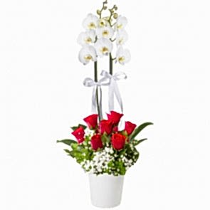 Çift Dal Orkide ve 7 Kırmızı Gül