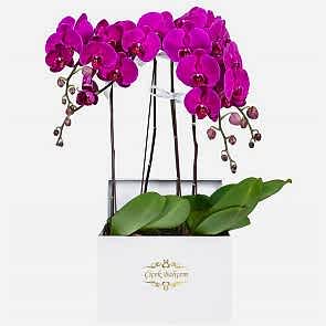Beyaz Kare Kutuda 4 Dal Pembe Orkide
