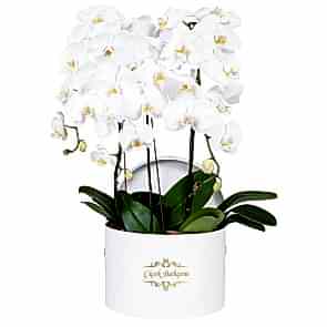 Yuvarlak Beyaz Kutuda 4 Dal Beyaz Orkide 